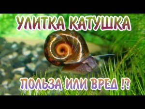 УЛИТКА КАТУШКА. ПОЛЬЗА ИЛИ ВРЕД !?