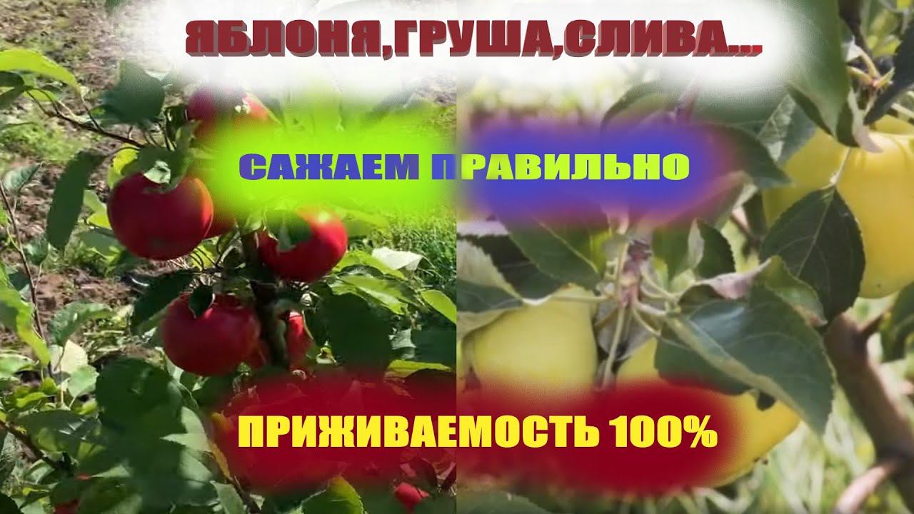 Правильная посадка яблони,груши залог будущего урожая.Как посадить,чтобы была 100% приживаемость смотреть онлайн
