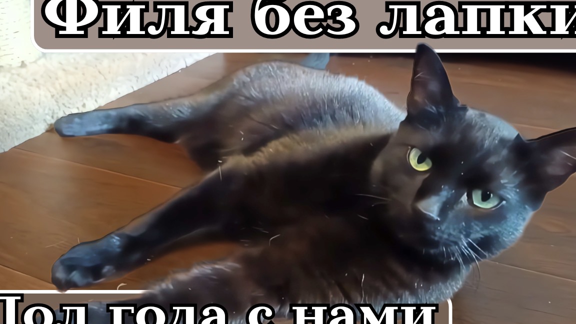 Филя без лапки. Пол года с нами. смотреть онлайн