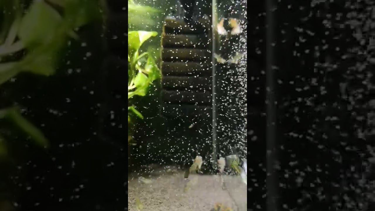 ГУППИ В ШОКЕ ОТ ТАКОГО КОЛИЧЕСТВА ДАФНИЙ смотреть онлайн