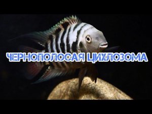 ЧЕРНОПОЛОСАЯ ЦИХЛОЗОМА. СОДЕРЖАНИЕ И РАЗВЕДЕНИЕ