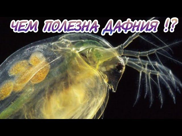 ЧЕМ ПОЛЕЗНА ДАФНИЯ ДЛЯ АКВАРИУМНЫХ РЫБОК !? смотреть онлайн