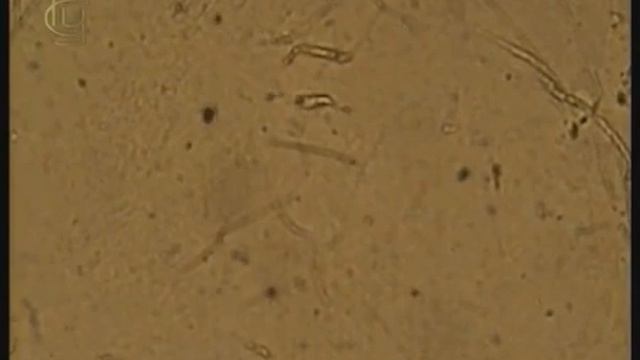 Опыты по физике. Броуновское движение смотреть онлайн