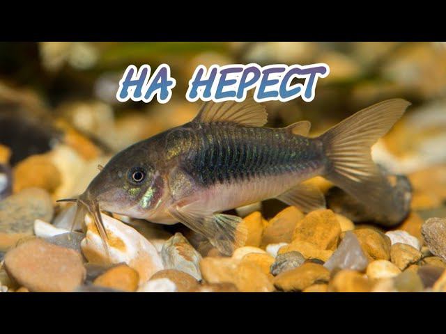 ЗОЛОТИСТЫХ КОРИДОРАСОВ НА НЕРЕСТ смотреть онлайн