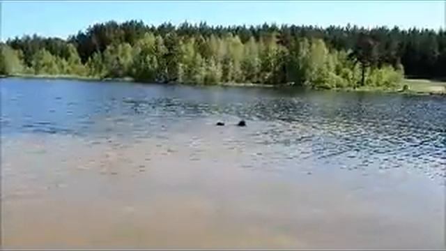 Генрих и Маша плывут смотреть онлайн