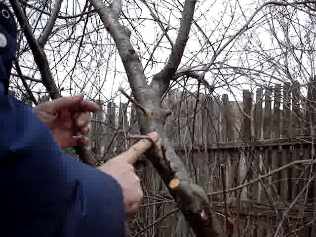 Прививка на вишню при помощи дрели  Часть девятая