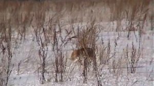 Охота 3 серия