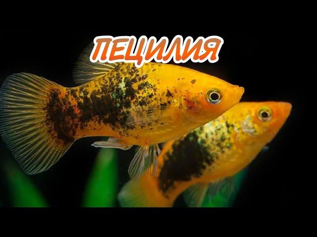 ПЕЦИЛИЯ. СОДЕРЖАНИЕ И РАЗМНОЖЕНИЕ. смотреть онлайн