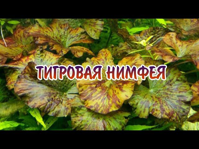 ТИГРОВАЯ НИМФЕЯ. СОДЕРЖАНИЕ В АКВАРИУМЕ. смотреть онлайн