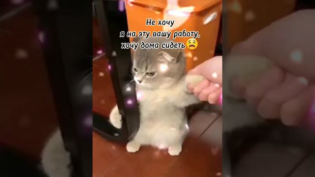 #Не хочу я на эту вашу работу, хочу дома сидеть😫 смотреть онлайн