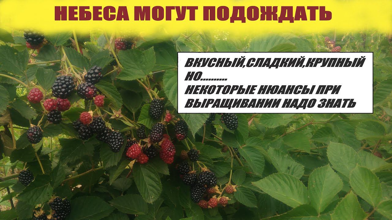 Небеса могут подождать Ежевика в средней полосе смотреть онлайн