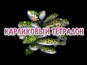 КАРЛИКОВЫЙ ТЕТРАДОН. СОДЕРЖАНИЕ И РАЗВЕДЕНИЕ