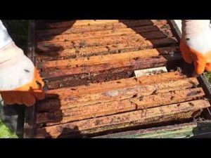 подсаживаем матку в коробочке в пчелиную семью  часть вторая