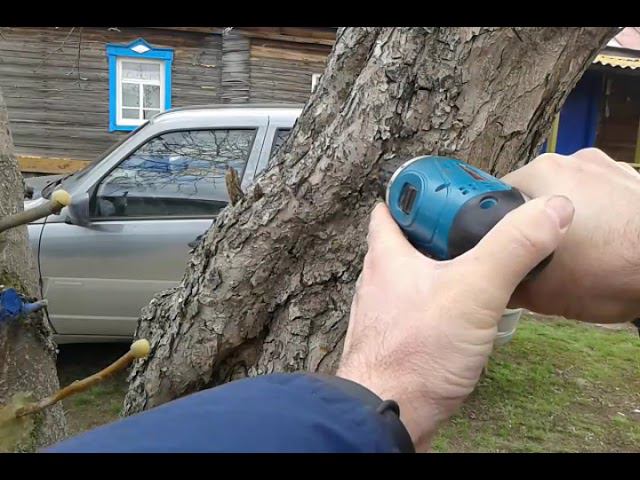 прививка весенняя на яблоню дичку