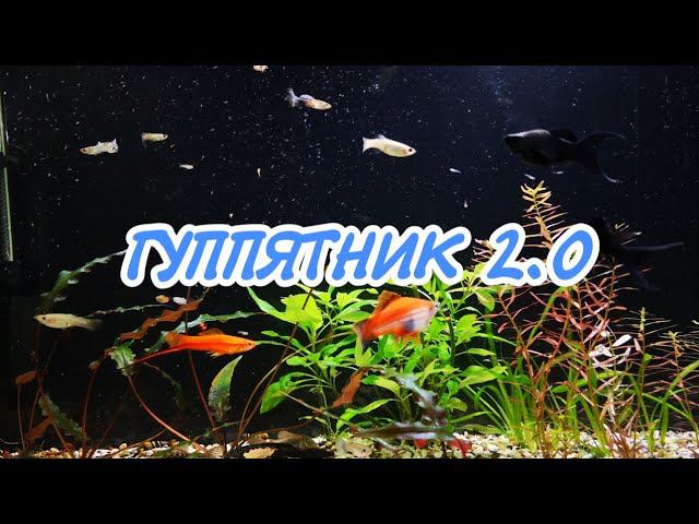 ГУППЯТНИК 2.0 смотреть онлайн