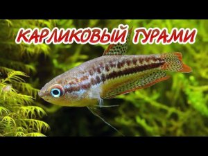КАРЛИКОВЫЙ ГУРАМИ. СОДЕРЖАНИЕ И РАЗВЕДЕНИЕ.