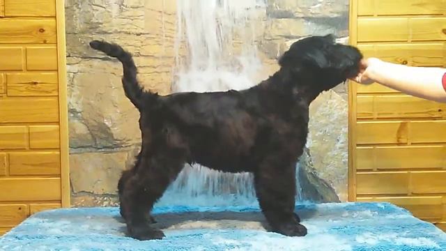 VID 20151210 221047 смотреть онлайн