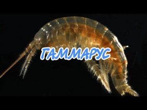 ВСЕ ЧТО НУЖНО ЗНАТЬ О КОРМЛЕНИЕ ГАММАРУСОМ