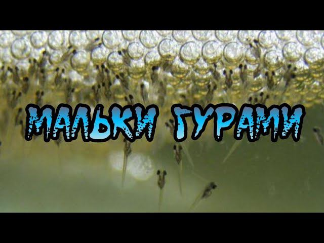 РОДИЛИСЬ МАЛЬКИ МРАМОРНОГО ГУРАМИ смотреть онлайн