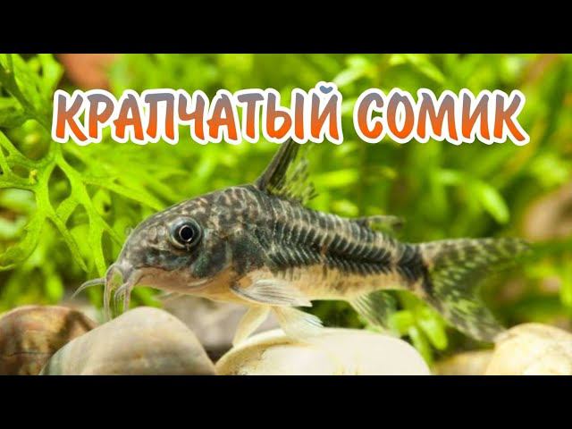 КРАПЧАТЫЙ СОМИК. КОРИДОРАС. СОДЕРЖАНИЕ И РАЗВЕДЕНИЕ В АКВАРИУМЕ