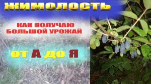 Уход за жимолостью весной.Обрезка подкормка жимолости для урожая.