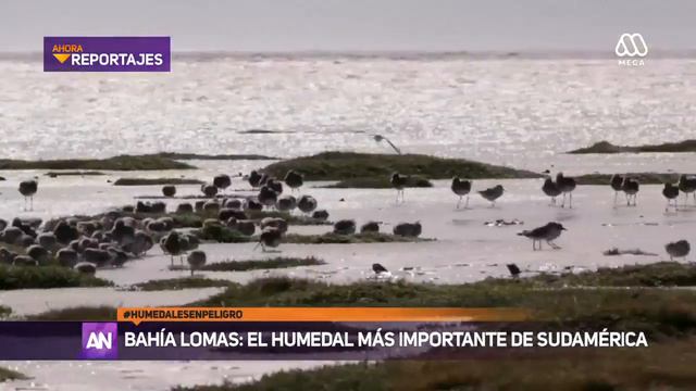 De un total de 40.000 humedales sólo 40 se encuentran protegidos en Chile смотреть онлайн
