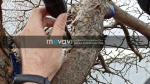 Прививка на яблоню при помощи дрели  Часть первая