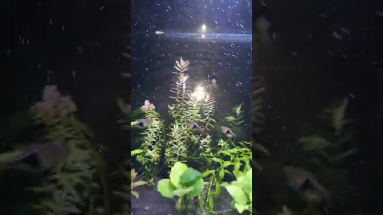 НОВЫЙ СВЕТ НА АКВАРИУМ смотреть онлайн