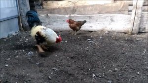 Петух кукарекает. Петух в деревне