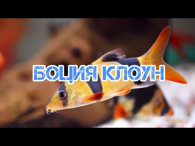 БОЦИЯ КЛОУН. СОДЕРЖАНИЕ И КОРМЛЕНИЕ смотреть онлайн