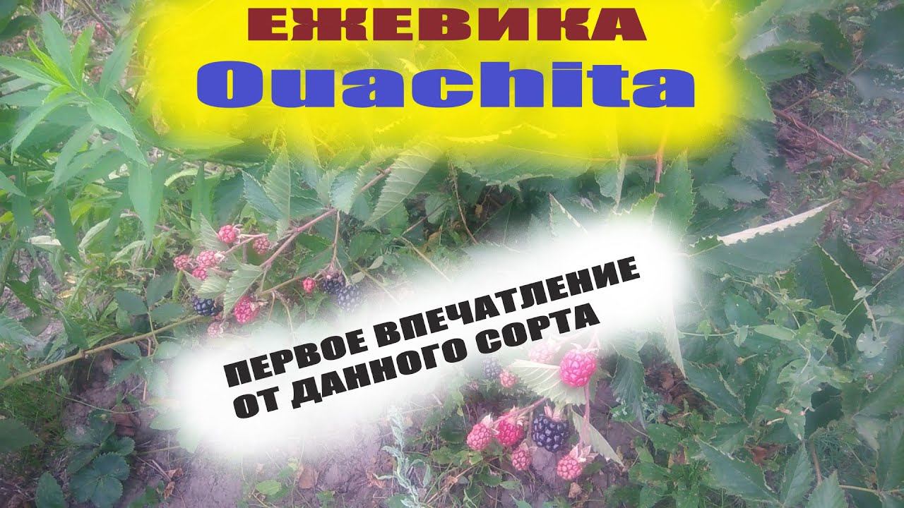 Ежевика садовая Аучита(Ouachita) первый год плодоношения и первое впечатление от бесшипного сорта смотреть онлайн