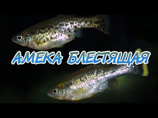 АМЕКА БЛЕСТЯЩАЯ. ЖИВОРОДЯЩАЯ АКВАРИУМНАЯ РЫБКА. УХОД, СОДЕРЖАНИЕ, КОРМЛЕНИЕ И РАЗВЕДЕНИЕ. смотреть онлайн