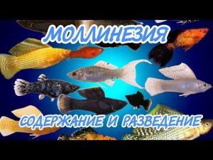 МОЛЛИНЕЗИЯ. СОДЕРЖАНИЕ И РАЗВЕДЕНИЕ.