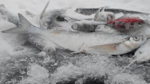 Ловля ЧЕХОНИ ЗИМОЙ - ЭТА ЛУНКА РАЗДАЕТ!! Зимняя рыбалка на мормышку