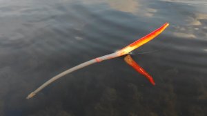 ПРУД С ЛЕБЕДЯМИ РАЗДАЁТ - ЛИНЬ, ОКУНЬ, ПЛОТВА, КРАСНОПЕРКА, рыбалка на поплавок