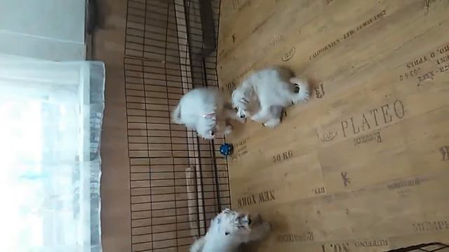 VID 20151011 164543 1 смотреть онлайн