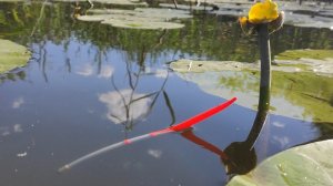 Рыбалка на ПОПЛАВОК на рассвете КАРАСЬ ПЛОТВА в кувшинках на реке