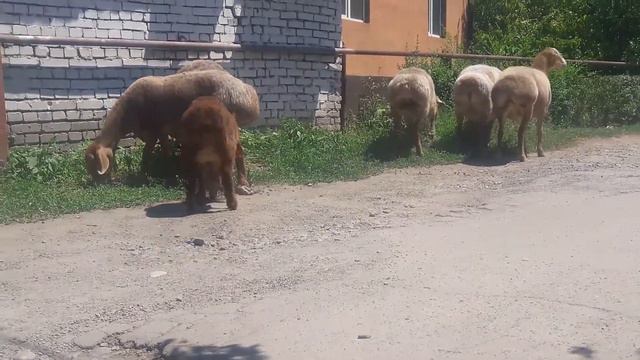 +996550244447 матки смотреть онлайн