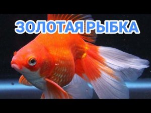 ЗОЛОТАЯ РЫБКА. СОДЕРЖАНИЕ И РАЗМНОЖЕНИЕ