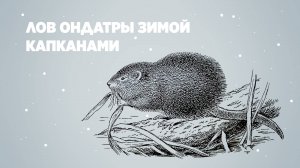 Лов ондатры зимой капканами
