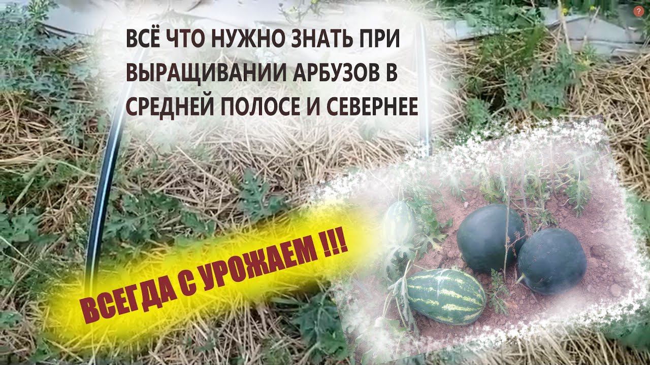 Первая и очень важная работа при выращивании арбузов в средней полосе смотреть онлайн