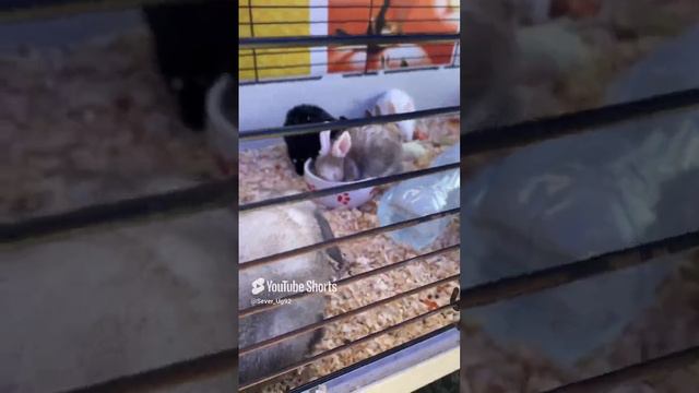 Кролики малыши. #кролик 2024 г