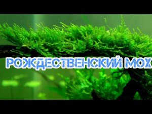 РОЖДЕСТВЕНСКИЙ МОХ. СОДЕРЖАНИЕ В АКВАРИУМЕ