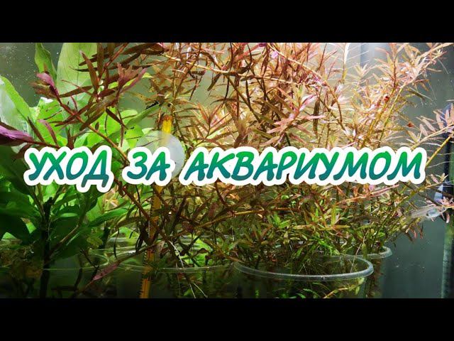 КАК Я УХАЖИВАЮ ЗА АКВАРИУМОМ С МАЛЬКАМИ.ПОДМЕНА ВОДЫ В АКВАРИУМЕ. смотреть онлайн