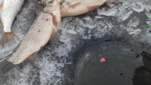 КАРАСИ кладут ПОПЛАВОК - ЗИМНЯЯ РЫБАЛКА НА УДОЧКИ