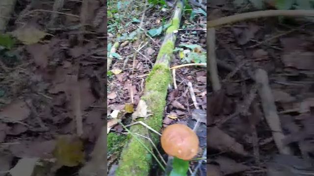 Подосиновики смотреть онлайн