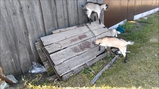 Коза с козлятами смотреть онлайн