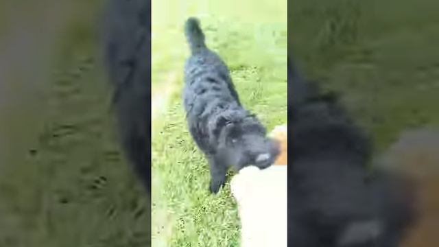 WhatsApp Video 2018 08 04 at 20 59 21 смотреть онлайн