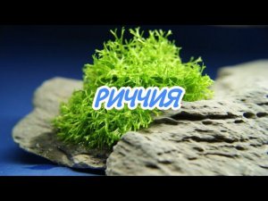 РИЧЧИЯ. СОДЕРЖАНИЕ В АКВАРИУМЕ.