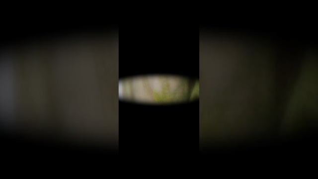 прогулки по Сейшелам